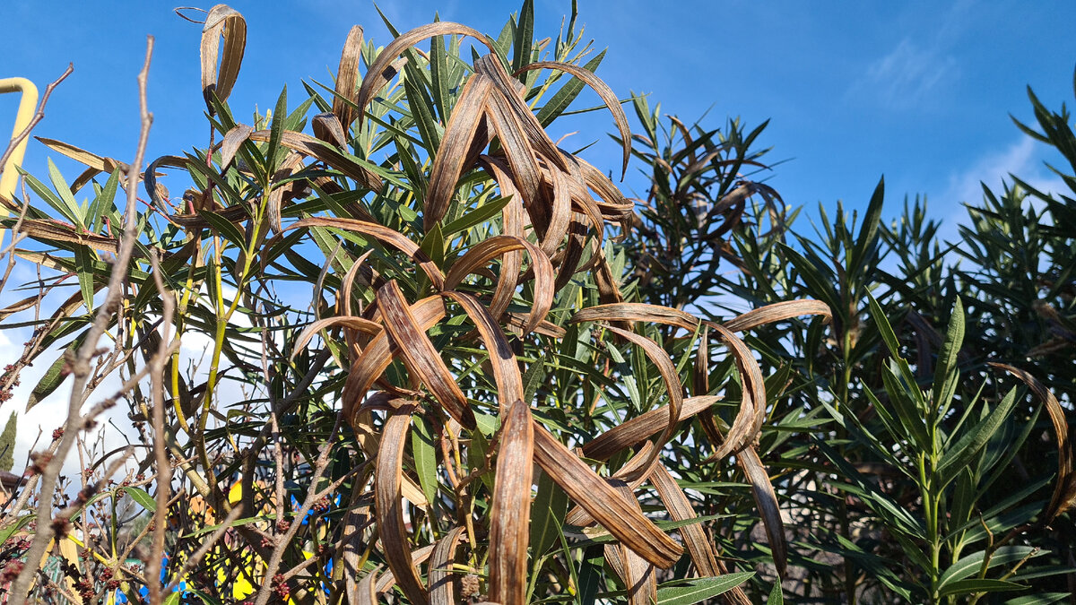 Раскрывшиеся плоды олеандра длиной 12-20 см. Сочи, 13.03.2022.