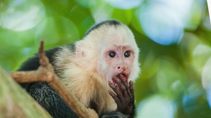 «Mookie did what?!» / USO // iStock via Getty Images Plus