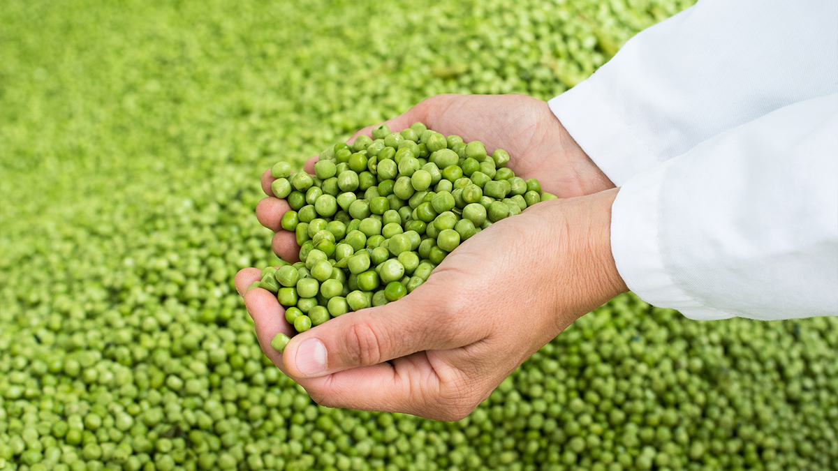 Фолиевая кислота, содержащаяся в зеленом горошке, положительно влияет на наше психическое состояние и настроение