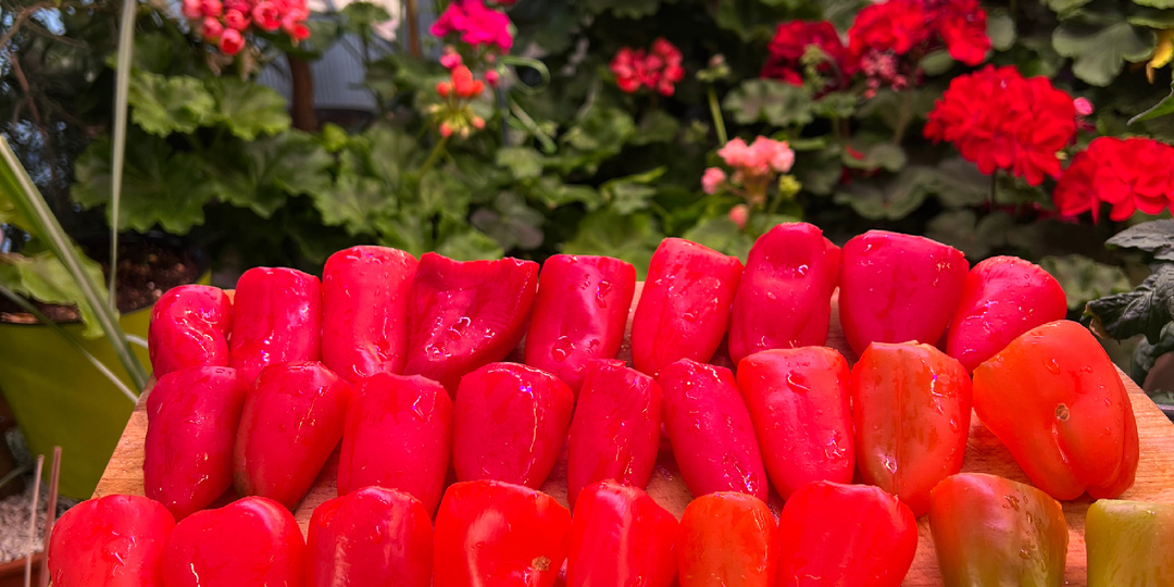 Карликовые перцы