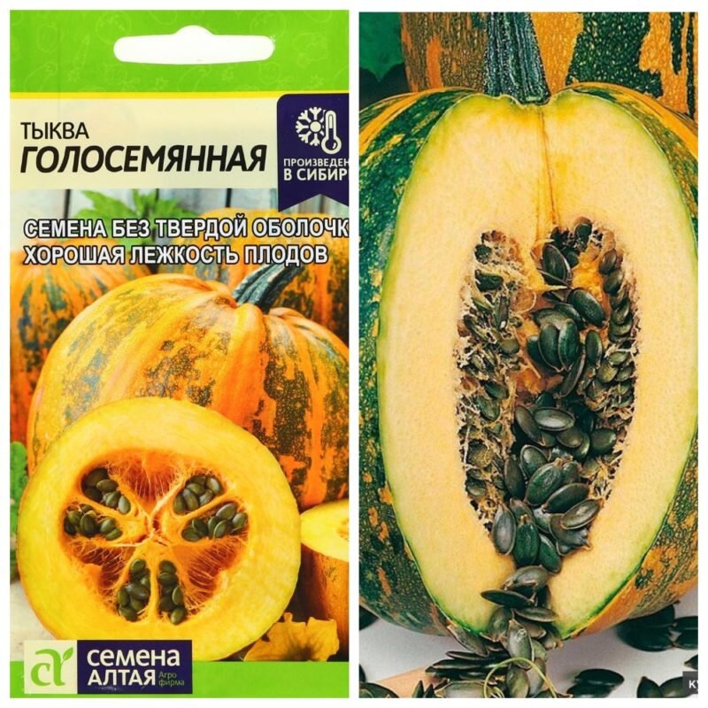 Голосеменная тыква описание сорта фото отзывы Тыква голосемянная: описание. Мои рекомендации по выращиванию и дальнейшему уход