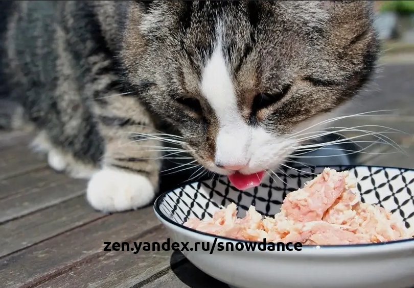 Почему мою кошку тошнит после еды? 4 вероятные причины | КотоВедение | Дзен