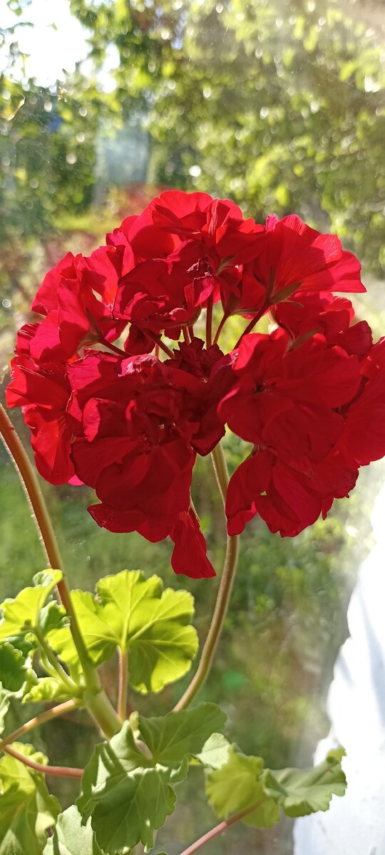 Пеларгония