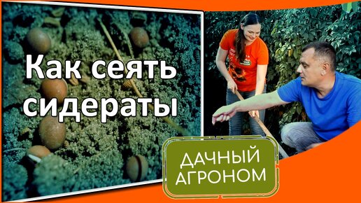 Что такое сидераты и для чего они нужны на огороде фото и названия