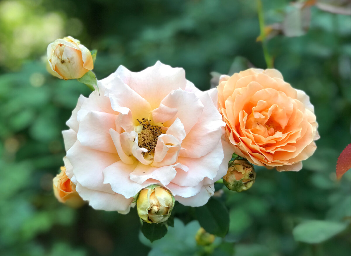 Ветвистый куст достигает 2,5-3 м в высоту.Идеальна для столбов, стен и изгородей, где нужна невысокая плетистая роза. Куст сильнорослый, довольно ветвистый, листва обильная, блестящая. 