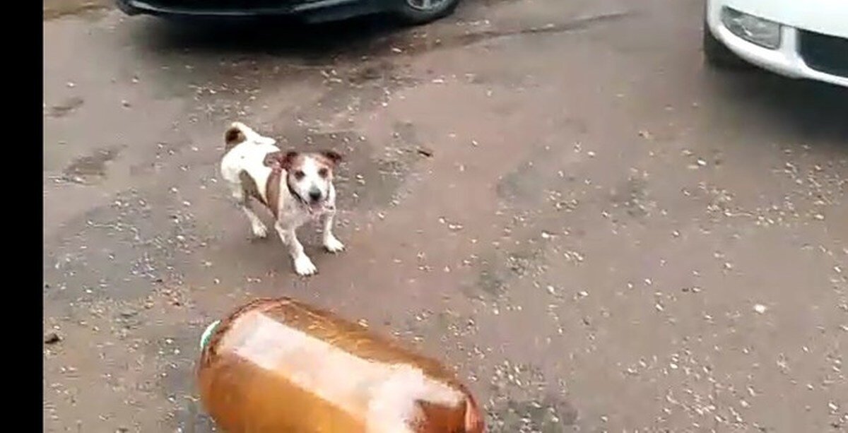 сам пёс