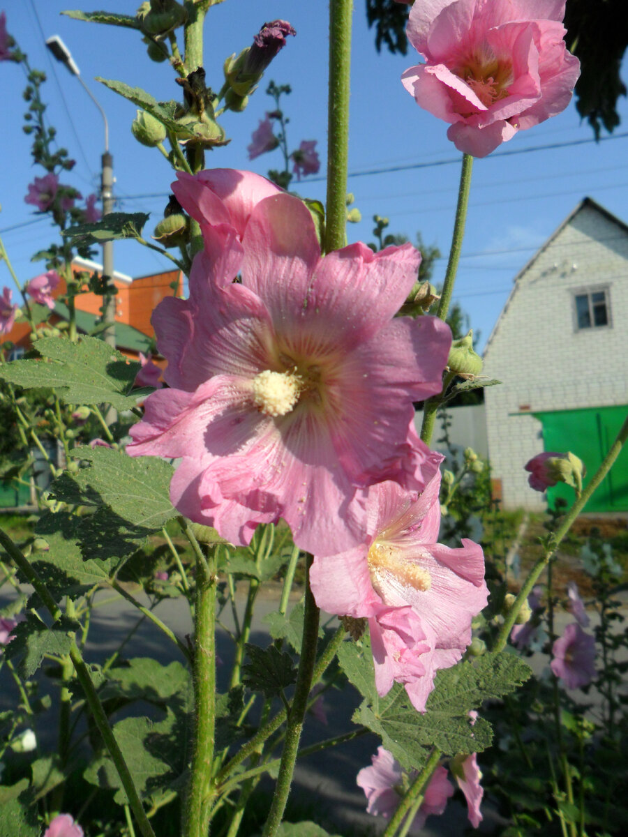 ... И расцвела ли новая мальва! Фото автора.