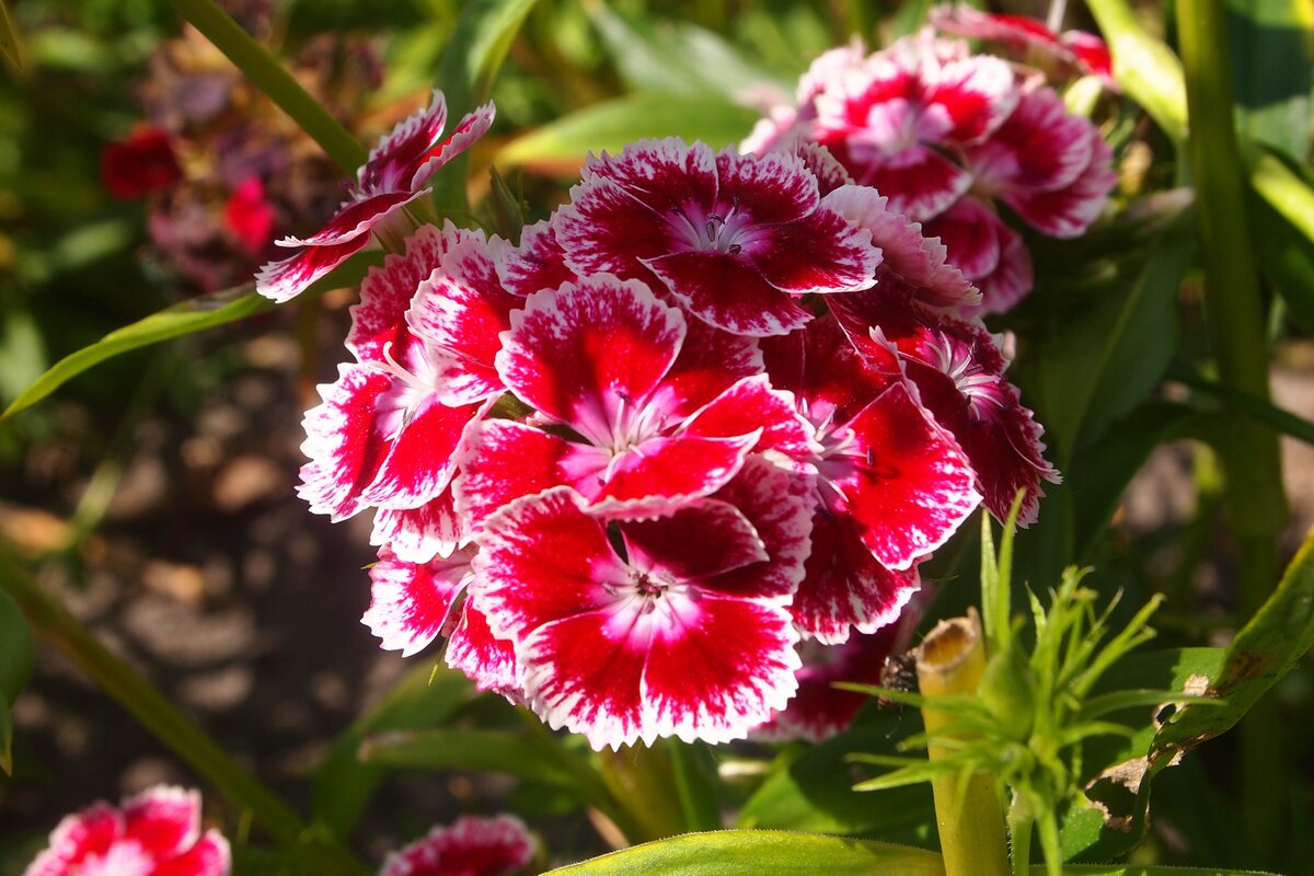 Гвоздика бородатая Dianthus barbatus