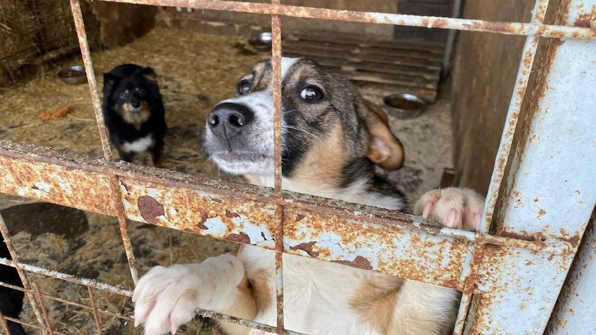    В Курске 19 августа пройдёт выставка-пристройство животных «Ждут ДОМа!»