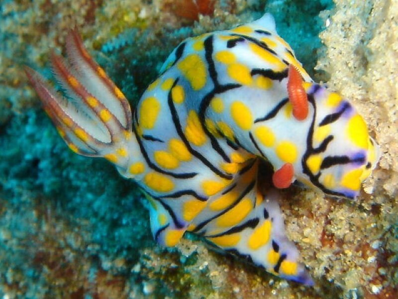 Hypselodoris Kanga. Фото с сайта https://inaturalist.ca/