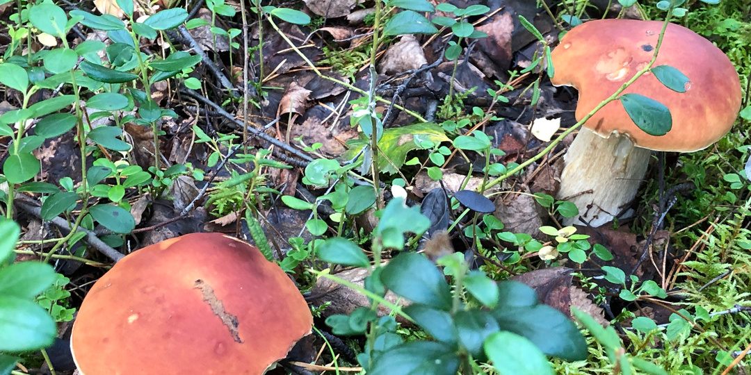 Основные правила приготовления грибов