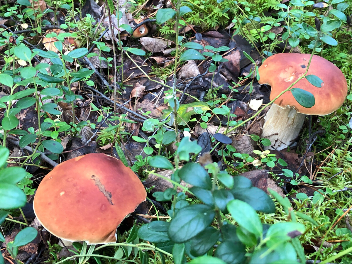 Белые грибы