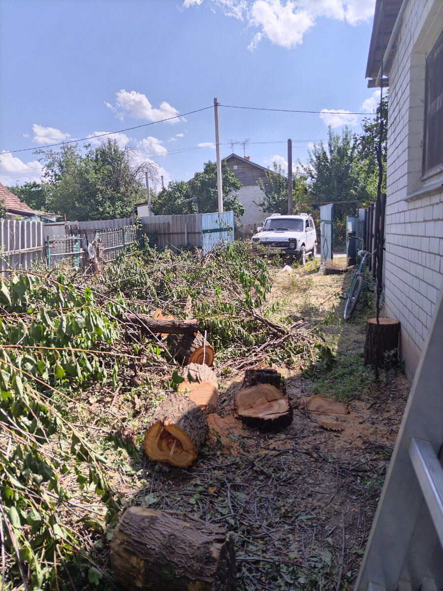 Только пенек от абрикосины остался