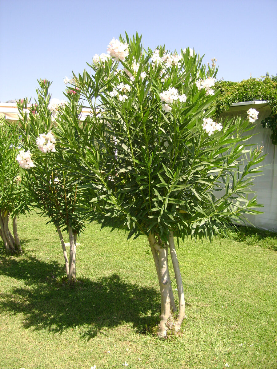 Красивые, но нюхать не рекомендуется - ядовиты. Фотография Цветы вокруг нас