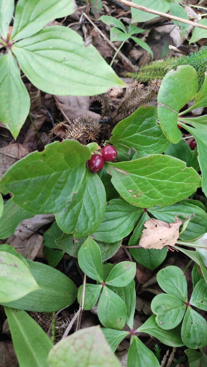 Вот так она выглядит, ягода клоповка.