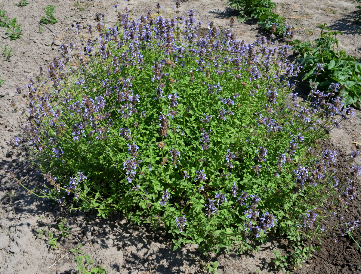 Котовник бухарский