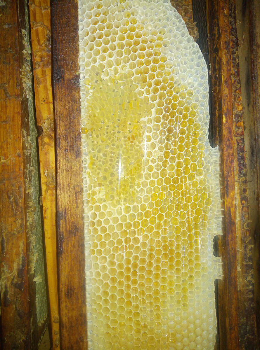 Вересковый мед - уникальный мед Северо-Запада России. Нет, в других регионах он тоже бывает, но так массово редко.  При этом такой мед еще и особо ценен по своим качествам.