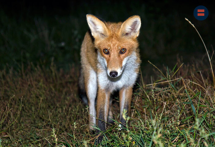 Волков бояться — в лес не ходить? Какие опасности подстерегают ...