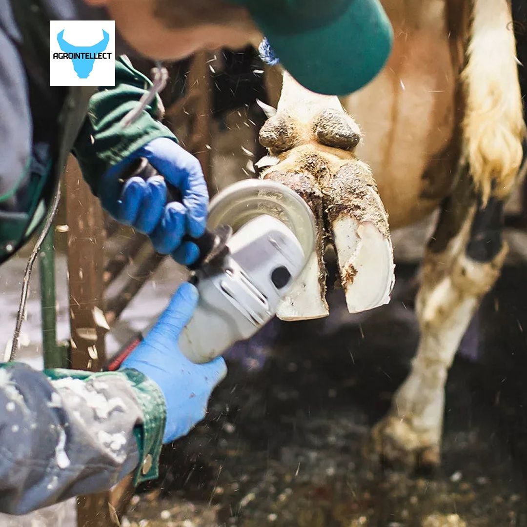 Инструменты для расчистки копыт крс. Обработка копыт крс. Станок для обработки копыт red q. Асептический пододерматит крс. Обработка копыт крс.