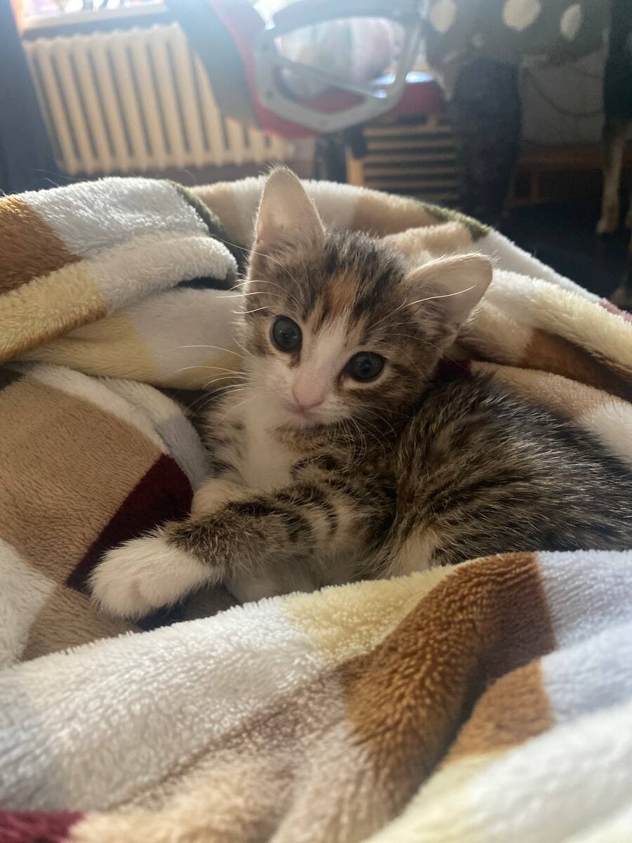 я проснулась