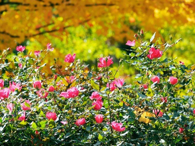    Какие подкормки нужны розам осенью?