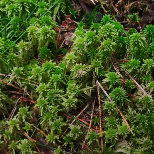 Фото сфагнума в лесной болотистой местности