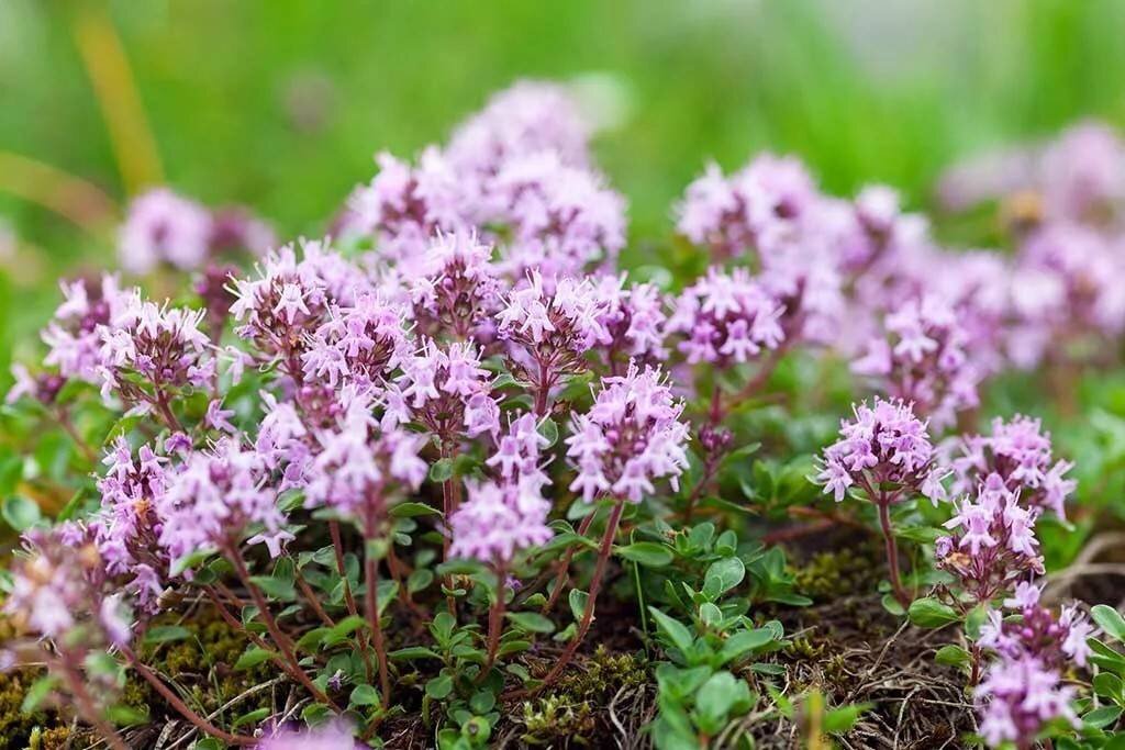 Чабрец ползучий  Фото из свободного доступа в Интернет