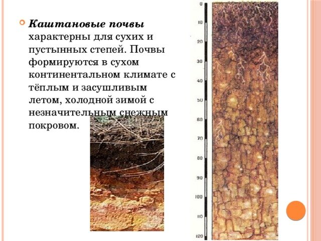 Преобладание коричневых почв. Почвенный профиль каштановых почв. Кашатнрвые почвы Волгоград.