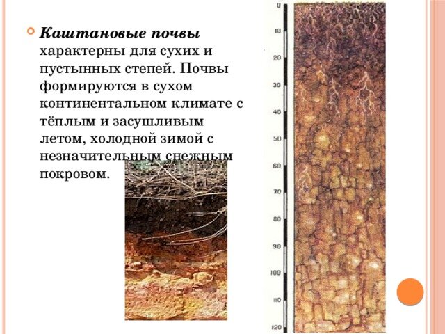 Типы почв характерны для смешанных лесов. Почвенный профиль каштановых почв. Кашатнрвые почвы Волгоград.