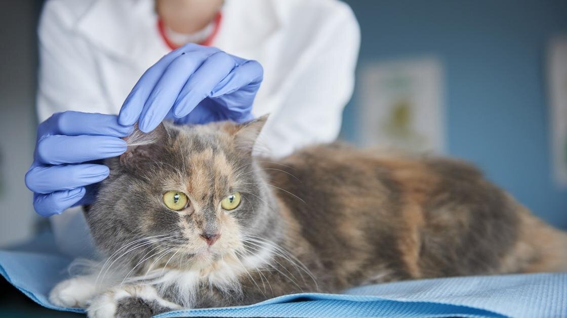    Кот лежит на салфетке. Руками в перчатках ему прощупывают ухо:Freepik