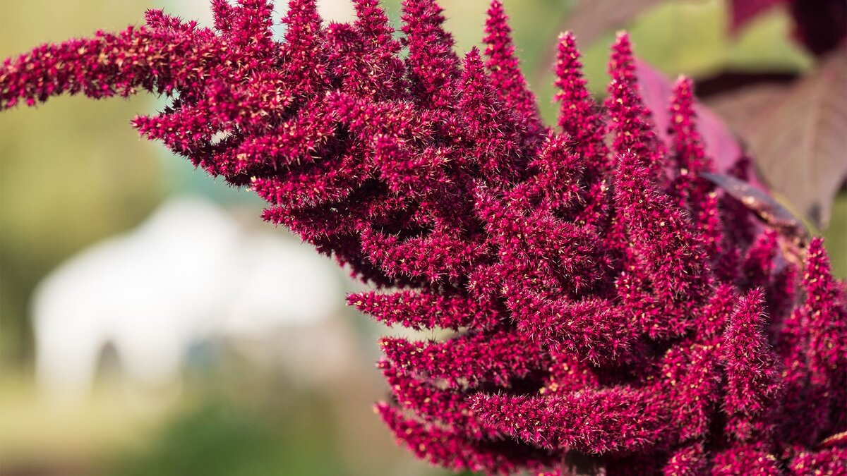Ein Tropfen Flüssigkeit kann viel bewirken.  Jeder weiß, was ein Pferd töten kann.  Was kann Ihre Gesundheit verbessern?  Nur ein Tropfen (sprich: Kapsel) Amaranth pro Tag!  Was ist Amaranth?