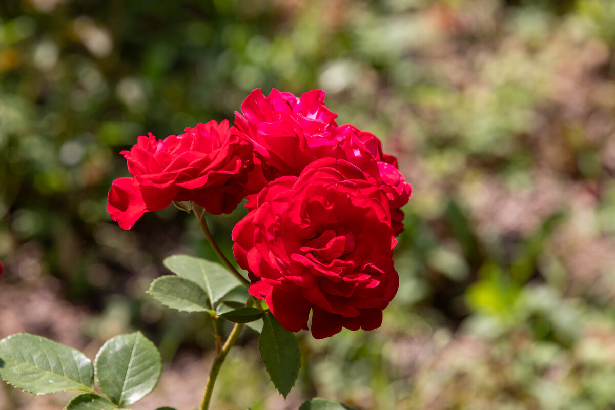 Готовим розы к зиме: опытный садовод Ирина Ульянова дала советы по ...