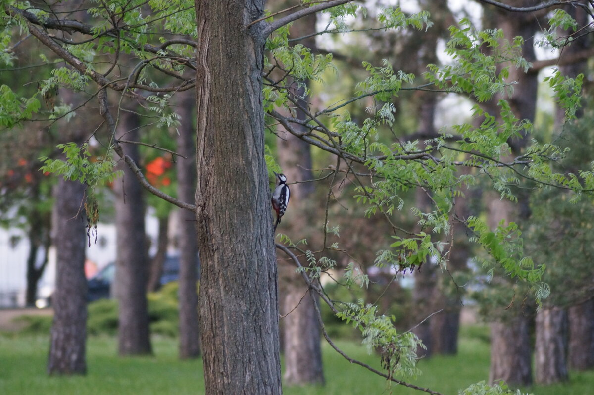 Вот такая красивая птичка Дятел живет в дендрарии