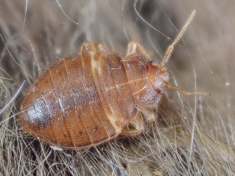 Постельный клоп Cimex lectularius на летучей мыши. Фото: Gilles San Martin/Flickr