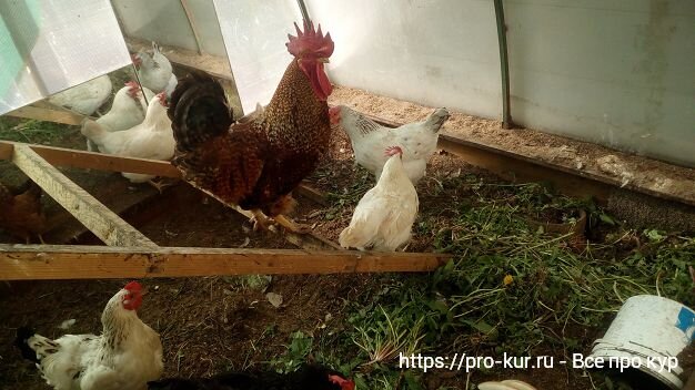 курятник на 50 кур. курятник вонючий. курятник для кур несушек на 10 кур 20.