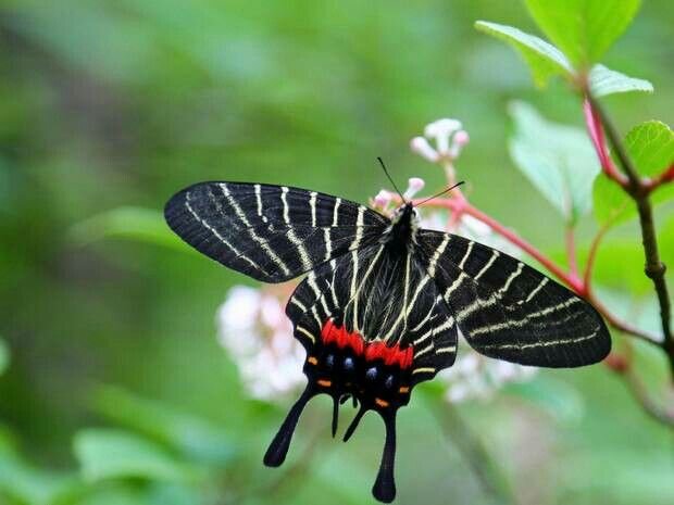 Цветок похож на крылья бабочки. Бабочка князь тьмы. Топ бабочка. Bhutanitis.