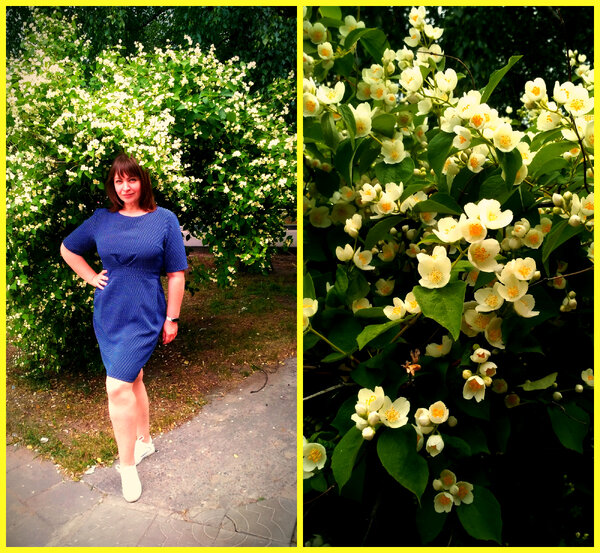 Фото с кустом жасмина