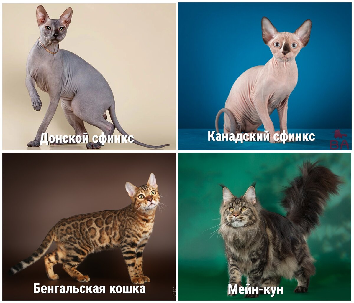 Мейн-кун: гордость северных берегов