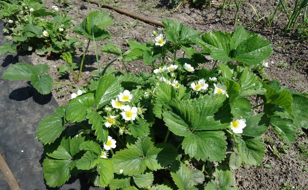 "Когда ты городской до боли в коленках - делать тебе на огородах нечего." Великий философ Балтфуций
