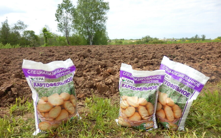 Отнесли в лабораторию на проверку картофель (свой и из магазина ...