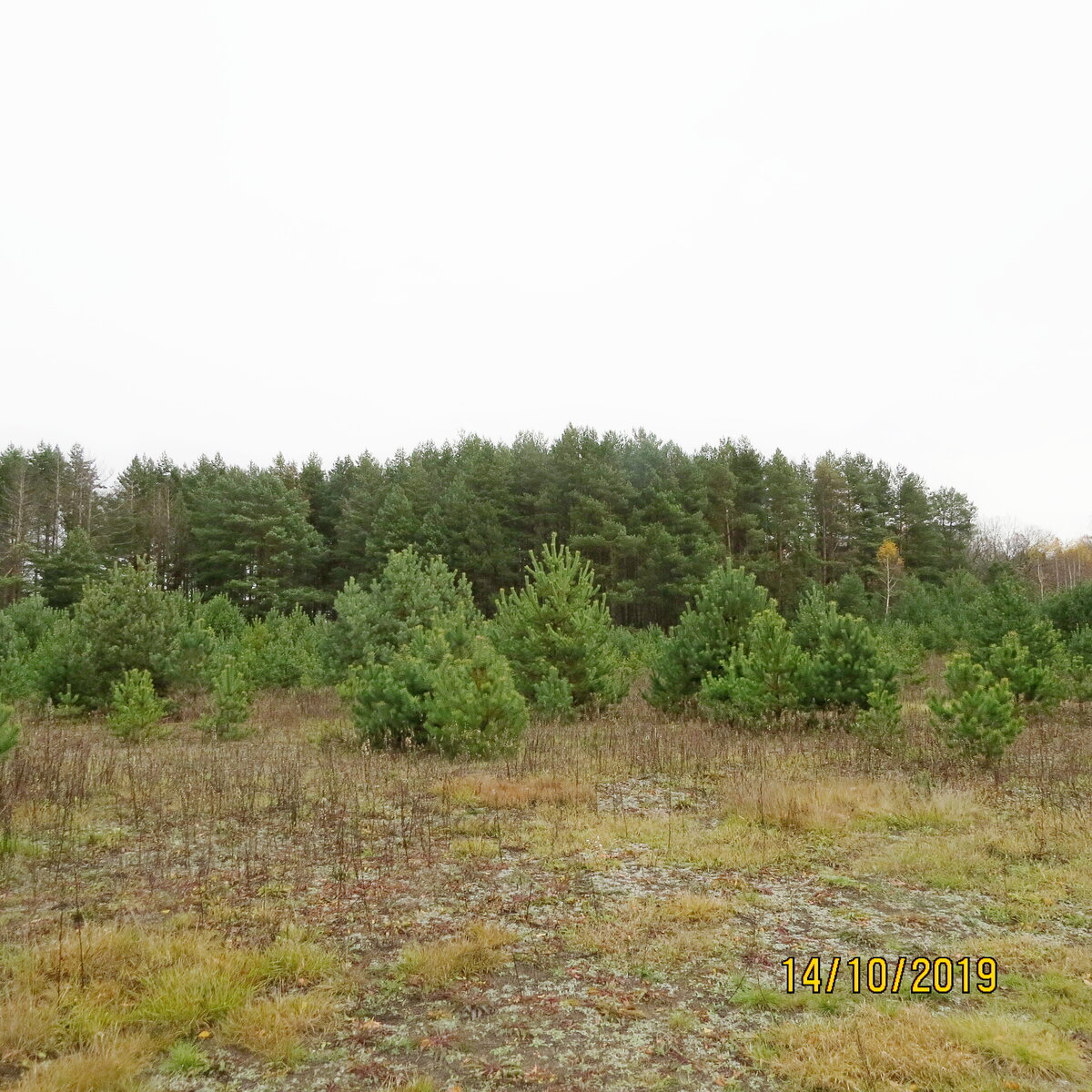 Вот на таком чистеньком мху растут маслята между сосен.