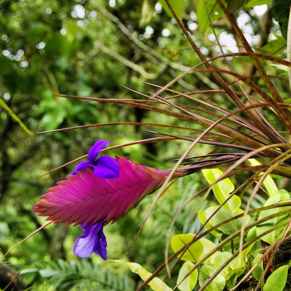 https://pixabay.com/photos/exotic-flower-tillandsia-bromeliad-917025/