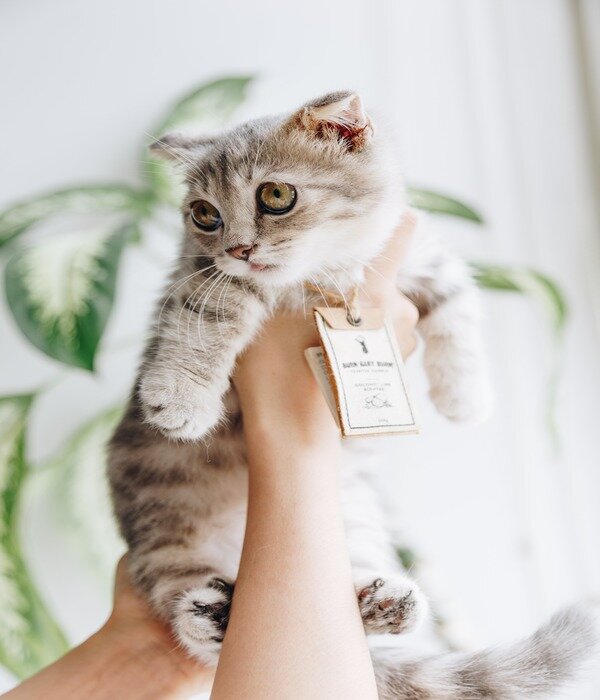 https://unsplash.com/photos/jqhsi0NqdUI
