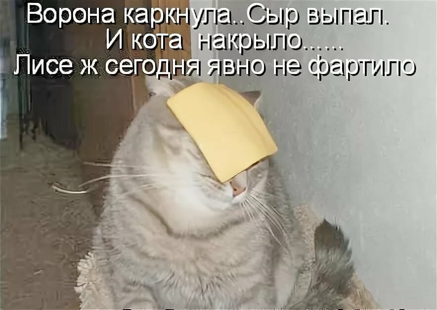 Анекдот про кота в картинках