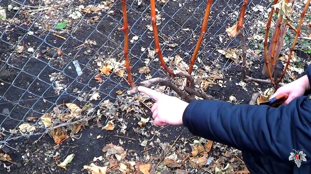 Осень осень наступила листья осыпаются. Отлёт гусей диктант. С деревьев осыпались листья и садоводы стали. С деревьев осыпались листья и садоводы стали. Кустистый лоза виноградник.