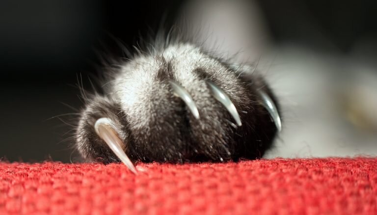 Ковар-р-рные лапки!