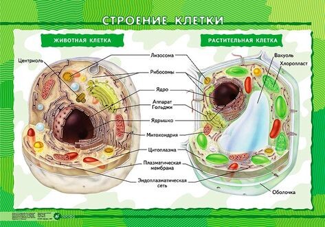 Яндекс картинки