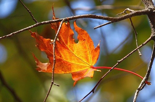 https://img1.liveinternet.ru/images/attach/d/1/132/22/132022857_osenniy_klenovuyy_list.jpg