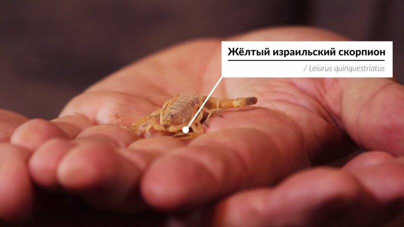 Андрей Затока, хранитель зоодома "Кобры-мобры" парка-музея ЭТНОМИР, рассказывает об экзотических животных, их содержании и преодолении страхов.-11