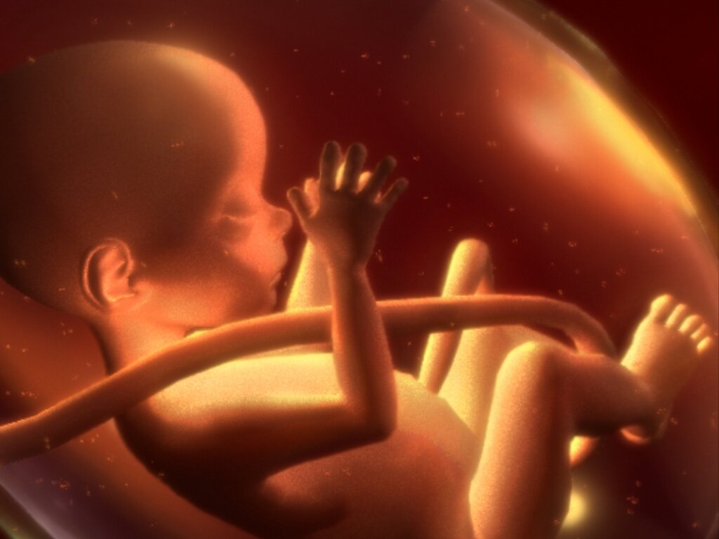 Внутриутробная жизнь ребенка. Малыш в утробе матери.